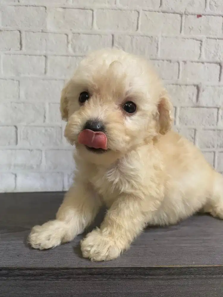 Poodle puppy lucu aktif