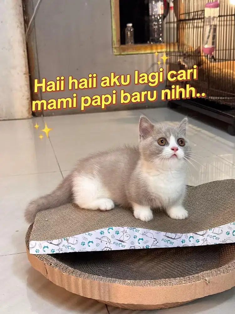 Muchkin british shorthair