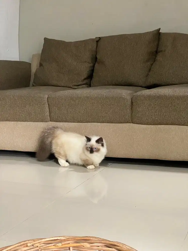 Muchkin ragdoll sealmited