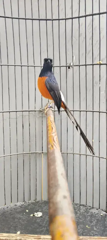 Burung muray prestasi