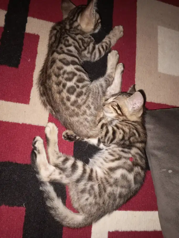 Kitten kucing b3ngal lucu