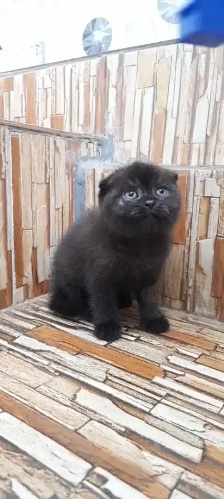 Kucil Scottish fold betina