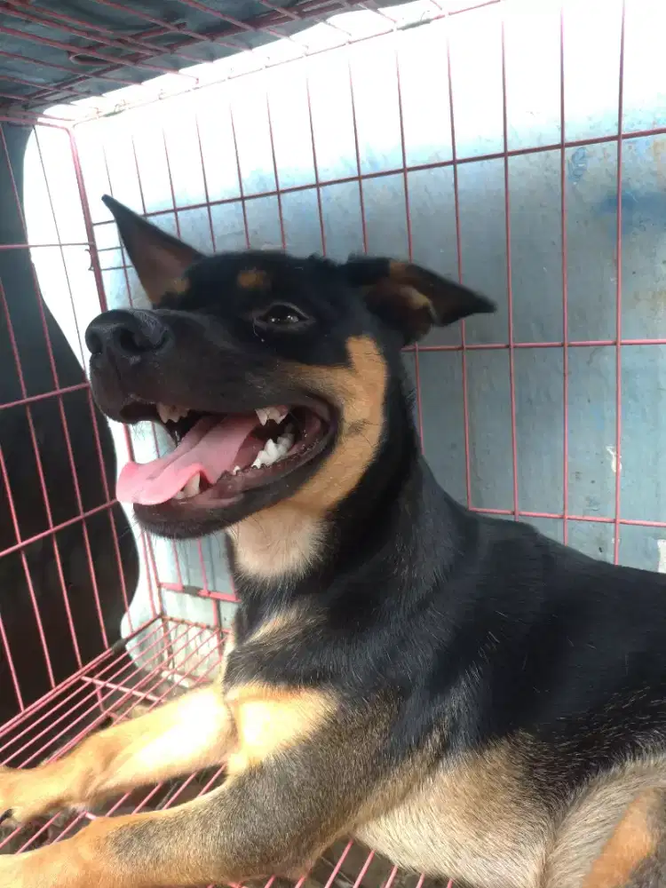 Anjing jack rusell 5 bulan