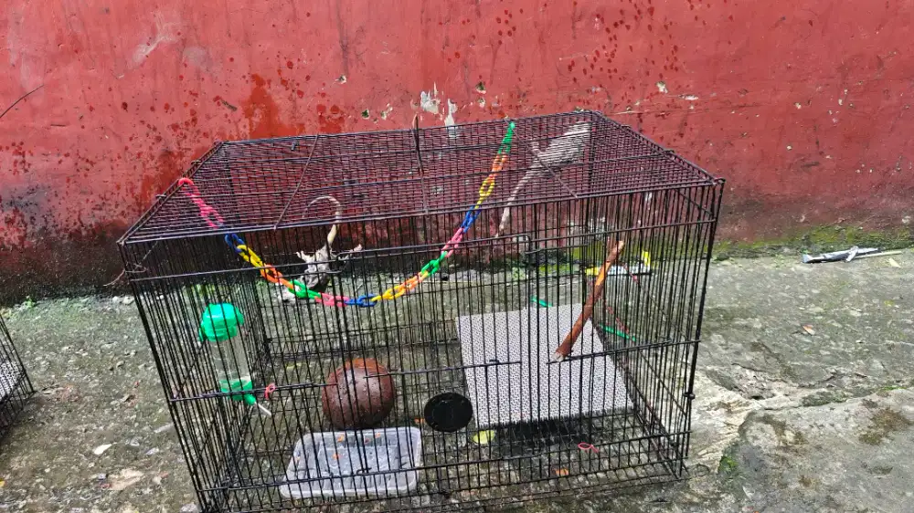 Sugar glider mozaik ringtail& platinum