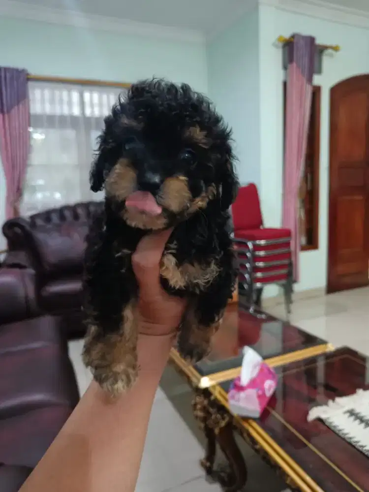 Poodle jantan non stb