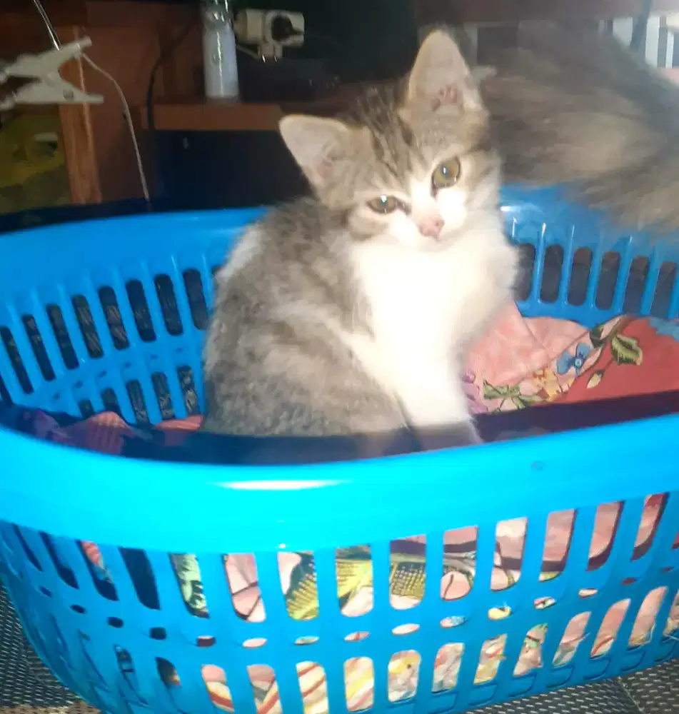 Anakan persia Kitten lucu betina 3 bulan