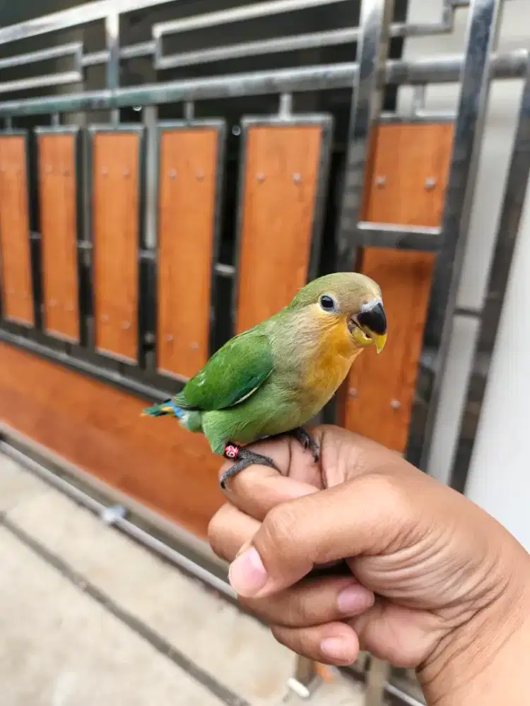 Burung Lovebird Non Klep jinak skill