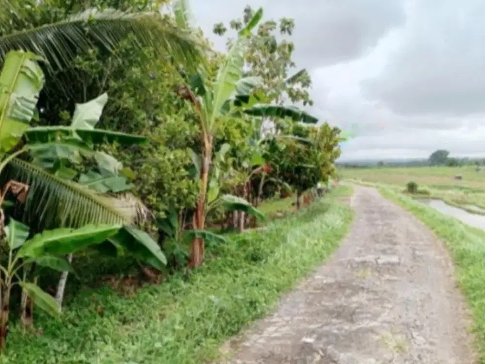 DIJUAL 1 BIDANG TANAH – KAB. TABANAN