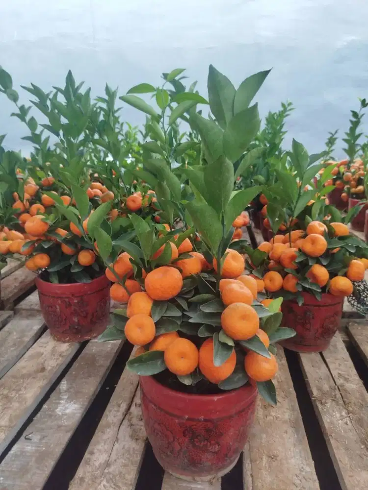 Pohon jeruk imlek