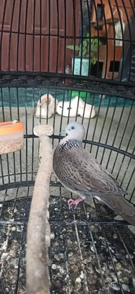 derkuku kelantan betina