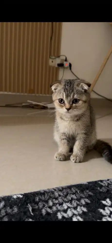 Scottis kitten black golden female