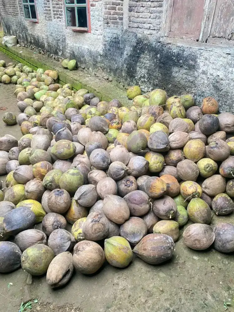 Kelapa tua kelapa muda