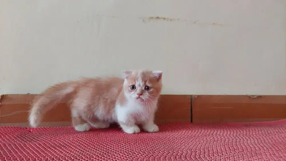 Kucing Munchkin Gaelic Jantan