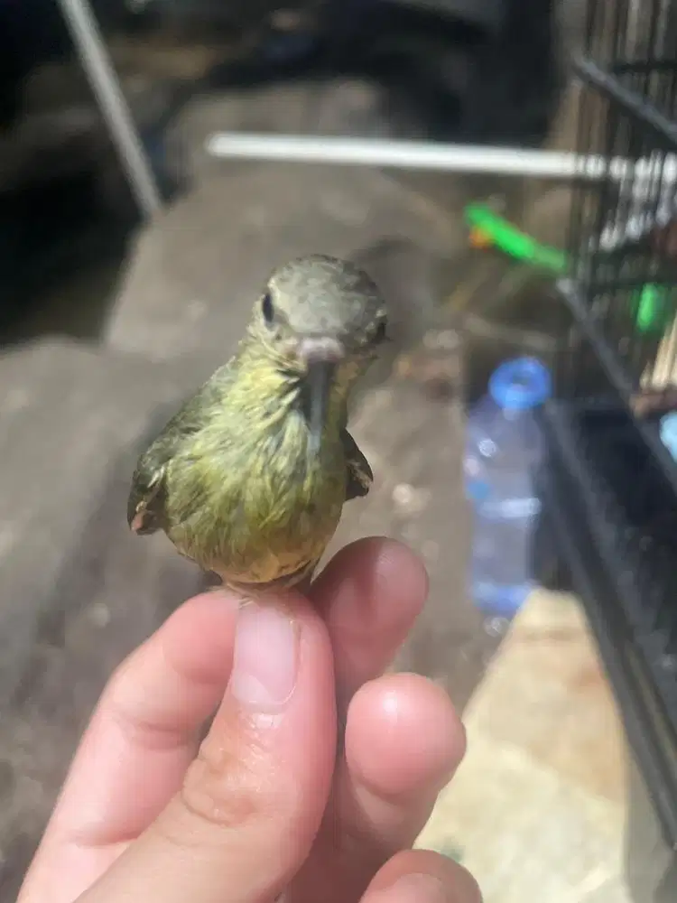 ijoan konin gacor bgt