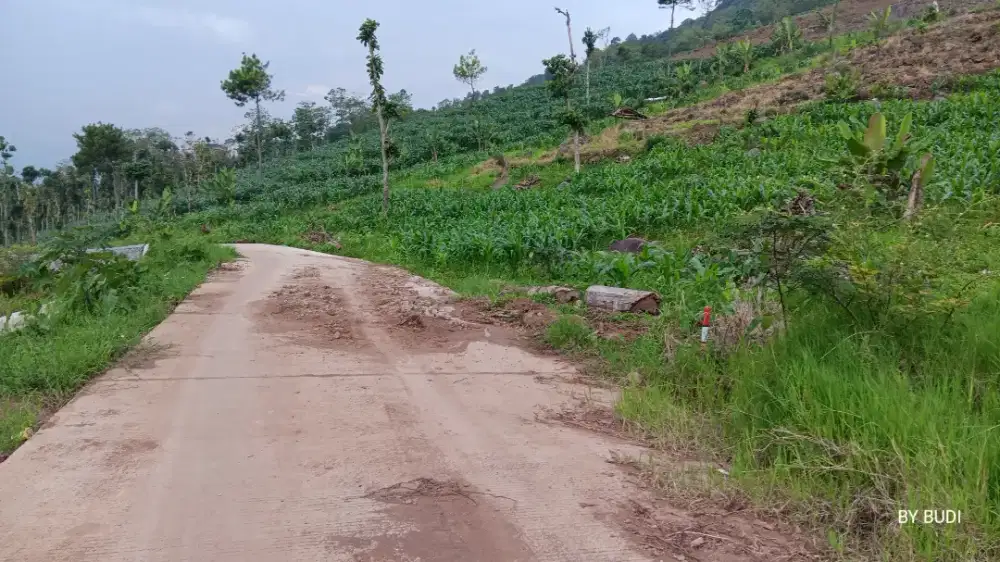 KEBUN PRODUKTIF TER MURAH NAGREG