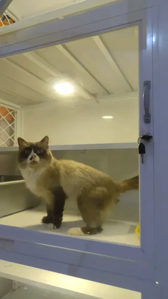 Kucing ras persia Ragdoll jantan