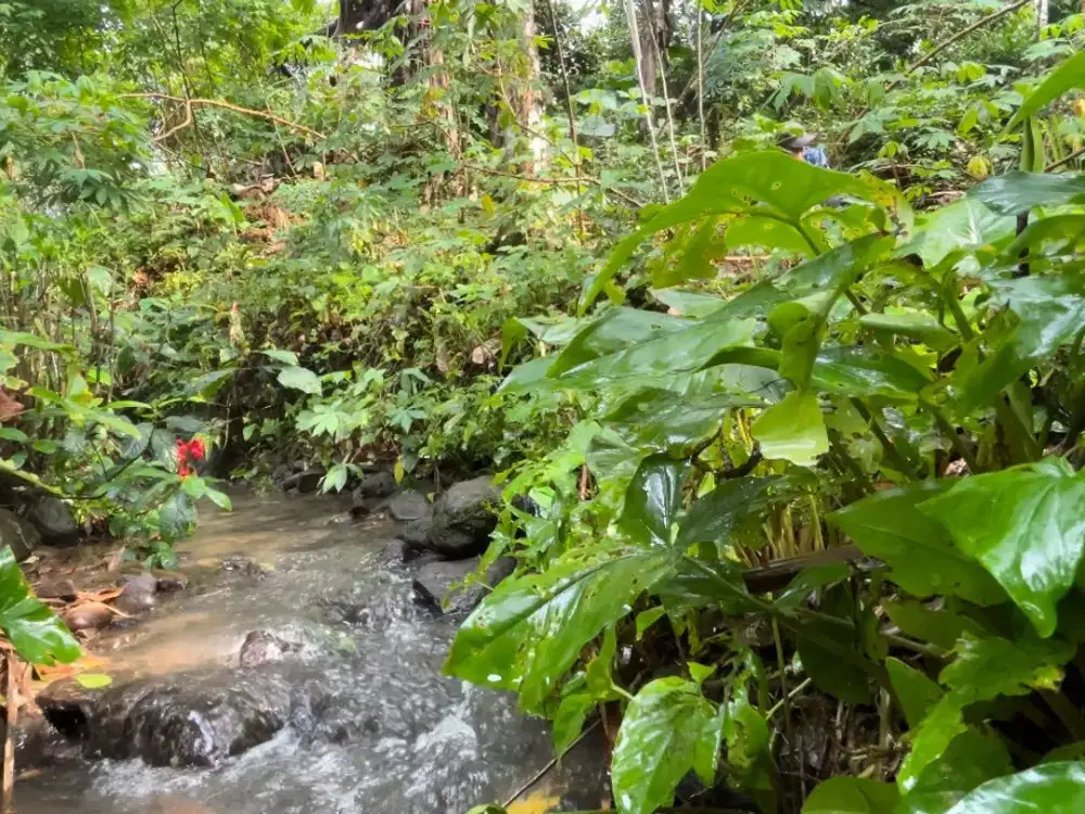 Tanah Kebun Manggis Ada Air Mengalir Wanayasa Purwakarta Dijual Murah