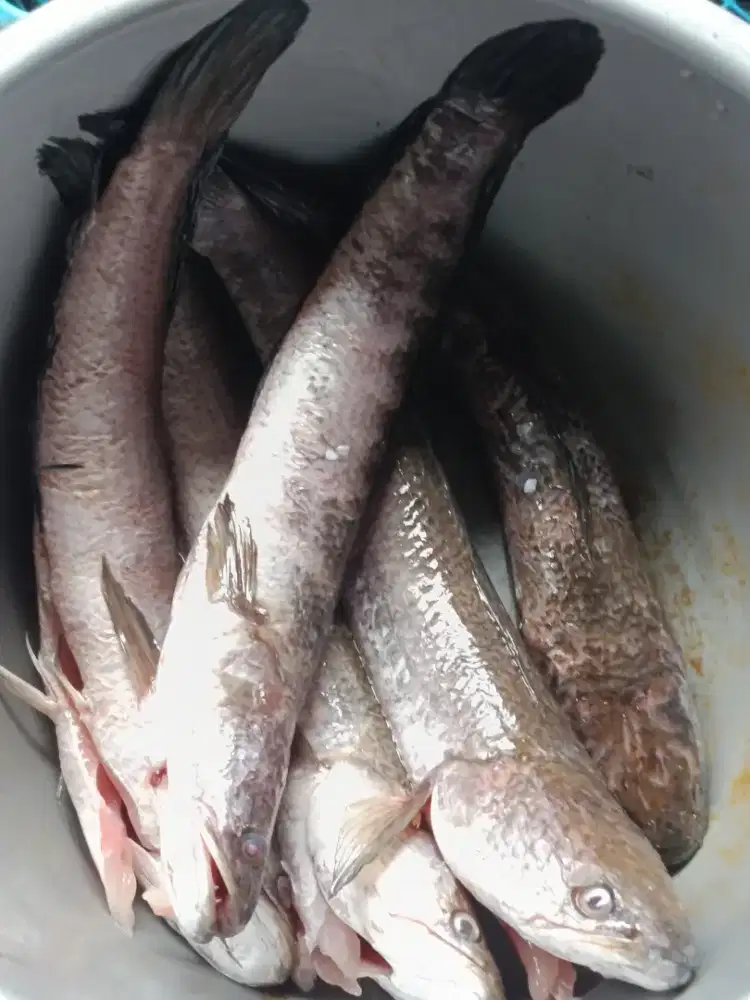 Ikan Gabus Bersih 420gr ± – Tinggi Albumin, Bantu Pemulihan