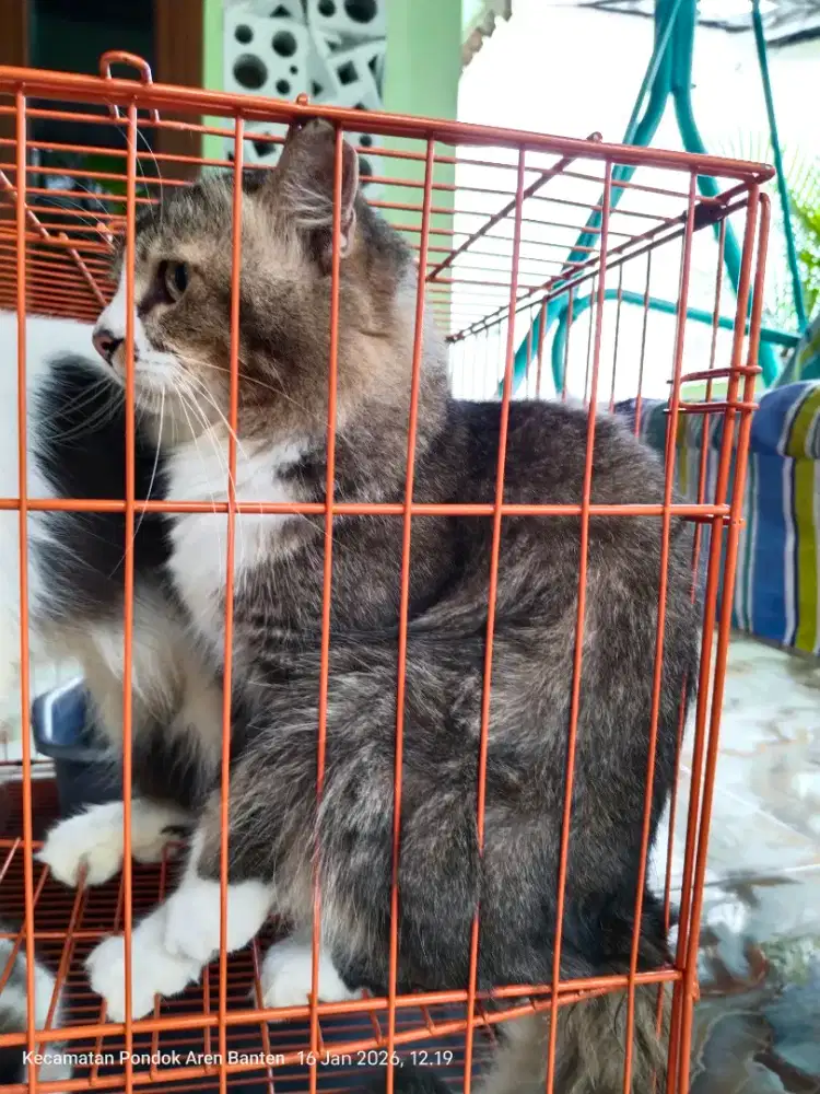 Free adopt Persia Medium Jantan