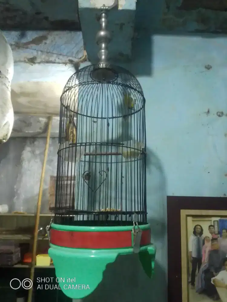 Kandang helopet di BSD