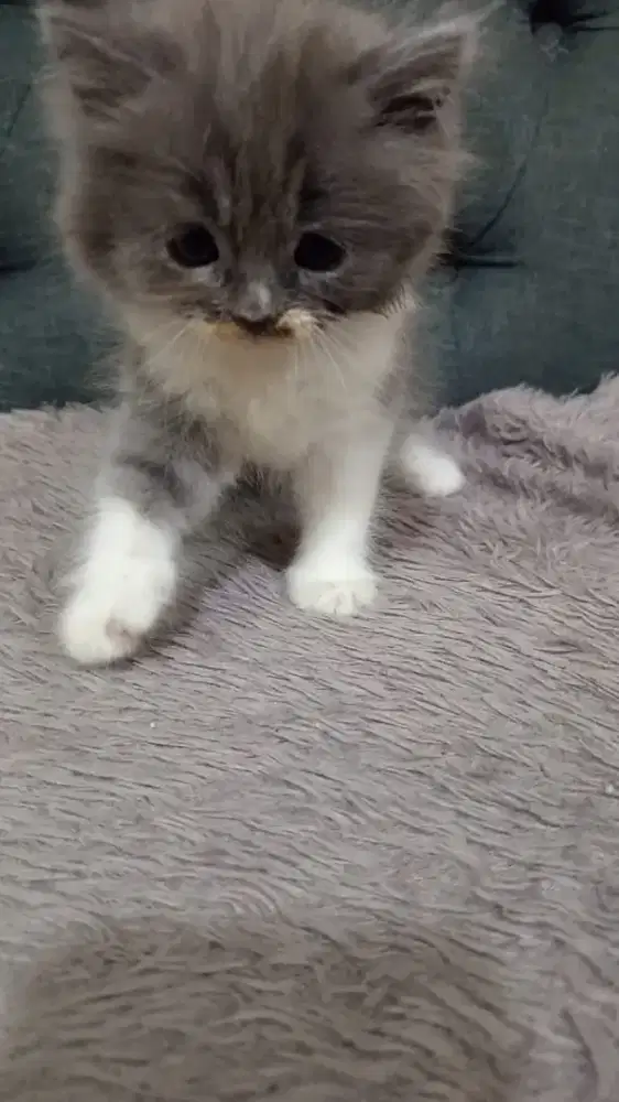 Lepas Adopsi BSH Longhair