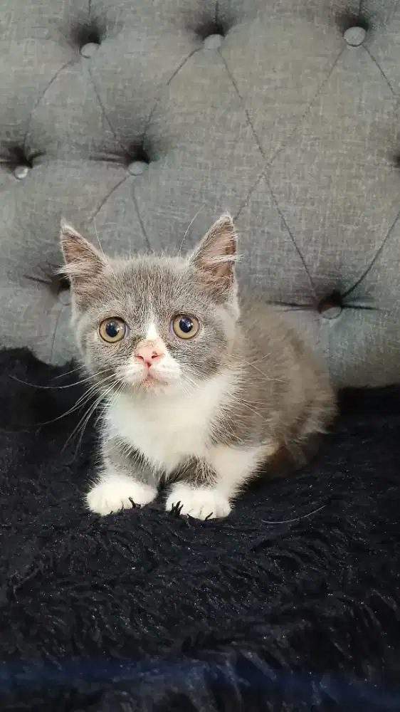 Lepas Adopsi BSH munchkin