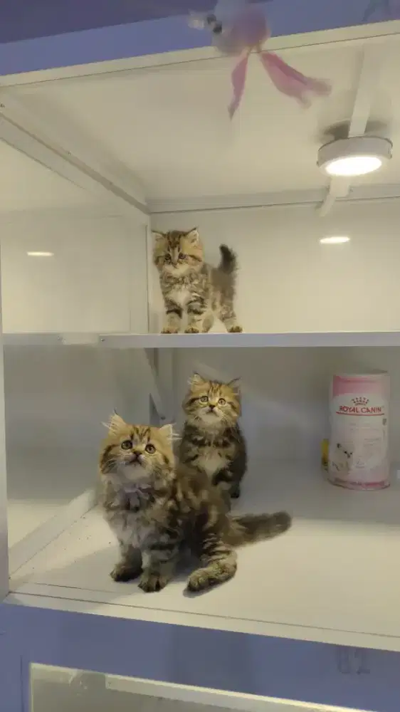 Kucing kitten ras persia marble longhair jantan betina