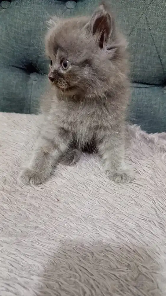 Lepas Adopsi BSH longhair