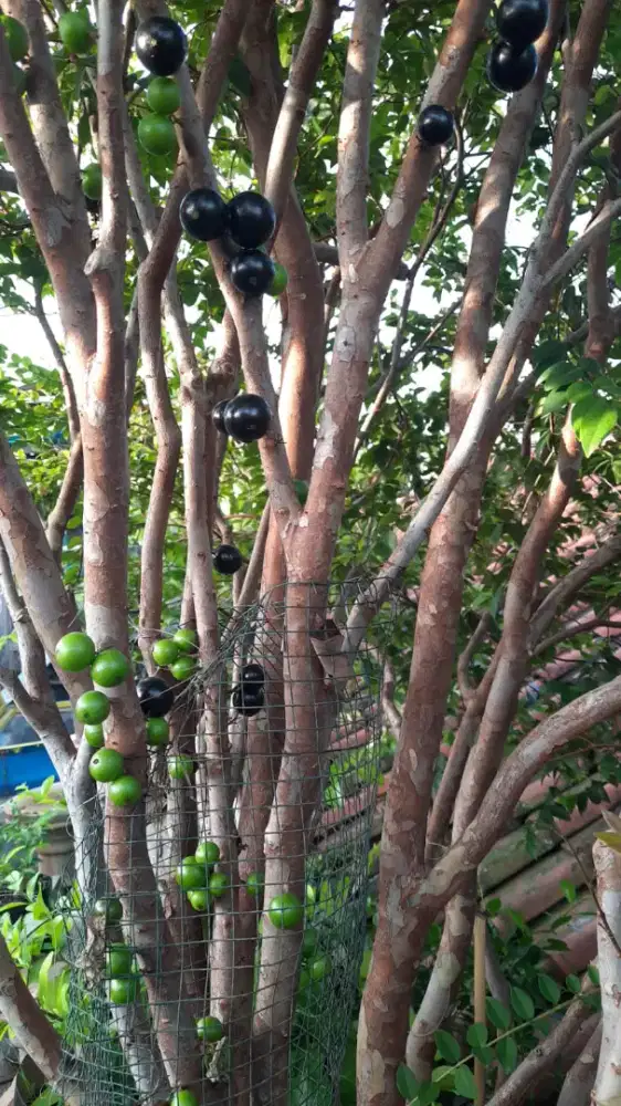 Anggur Brazil Kupa landak