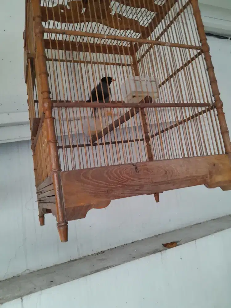 Burung jalbo udah bunyi