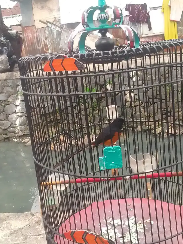 Murai hutan perdana masuk ke1