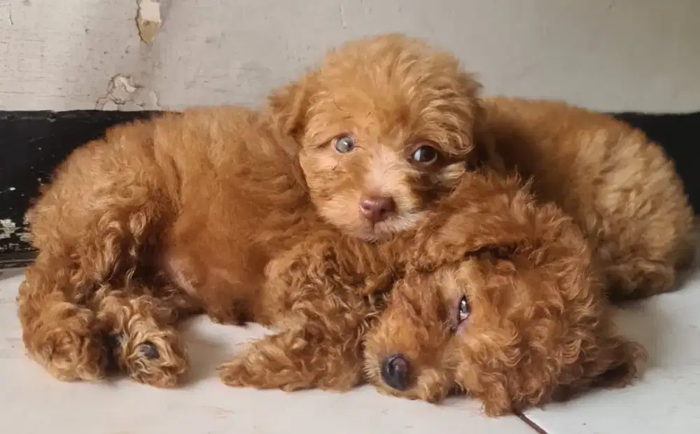 Red Toy Poodle Betina