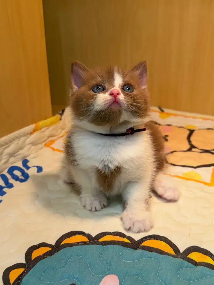 BSH (British Short Hair) Cinnamon