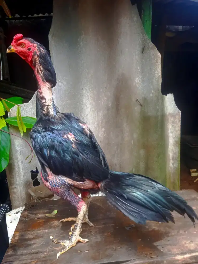 Ayam bangkok kumbang