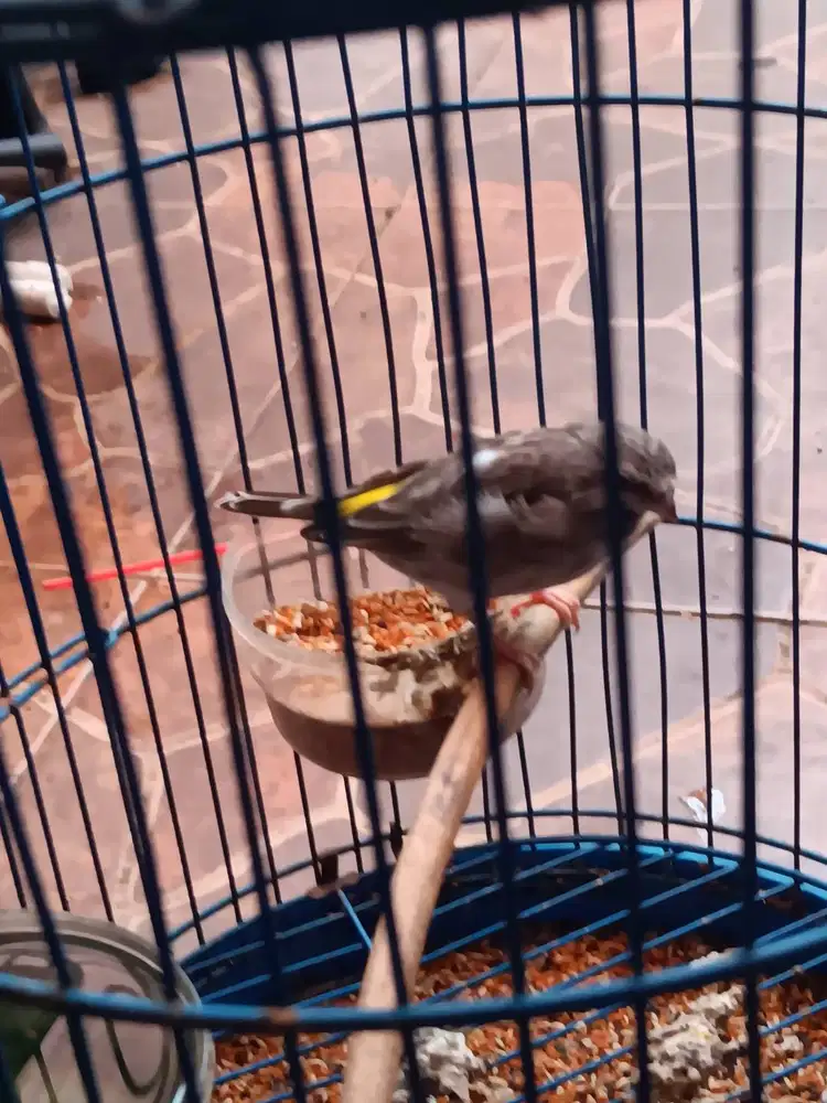 Blackthroat Betina Dewasa