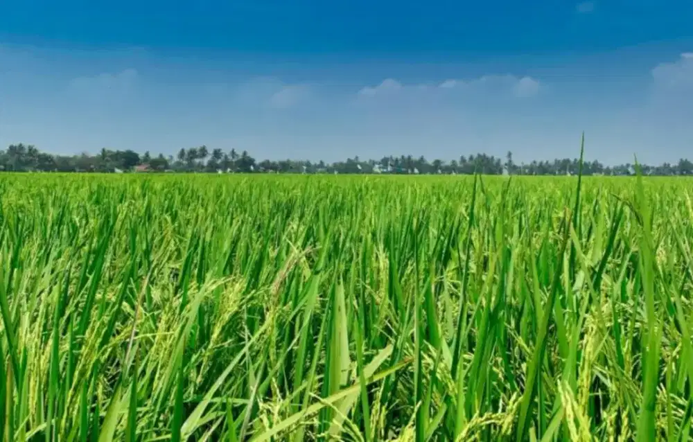 Dijual Tanah Sawah Produktif