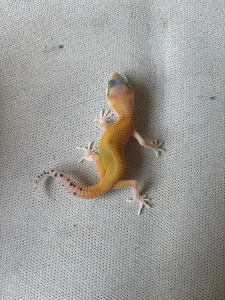 leopard gecko murah