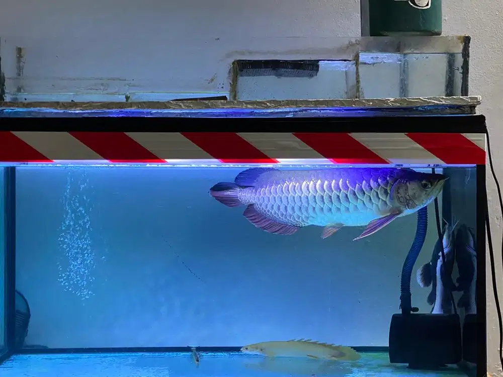 Ikan Arwana Golden Red