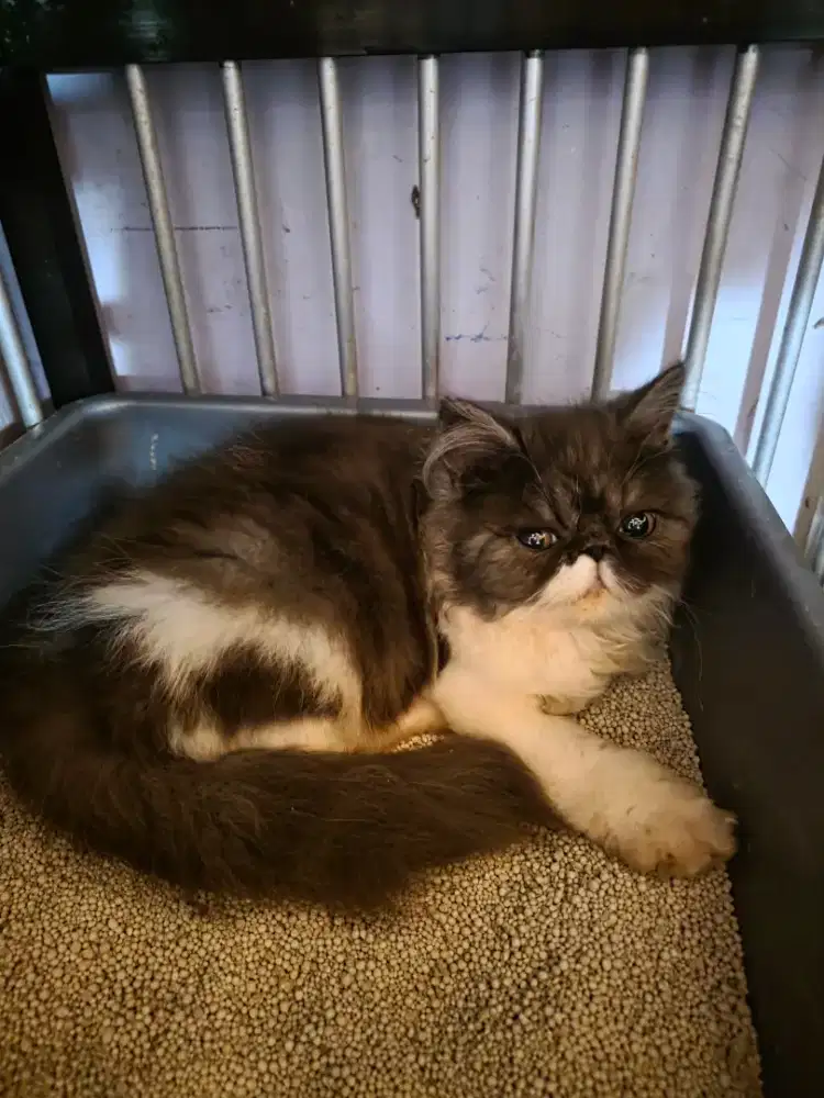 Peaknose extrem betina 4 bulan