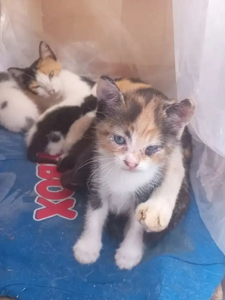 Adopsi Gratis Cari BABU Baru