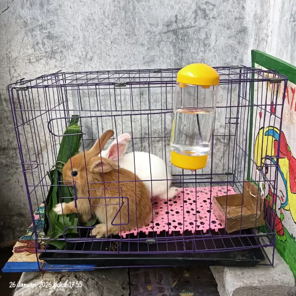 Di jual kelinci 1 pasang +kandang , tempat minum, matras