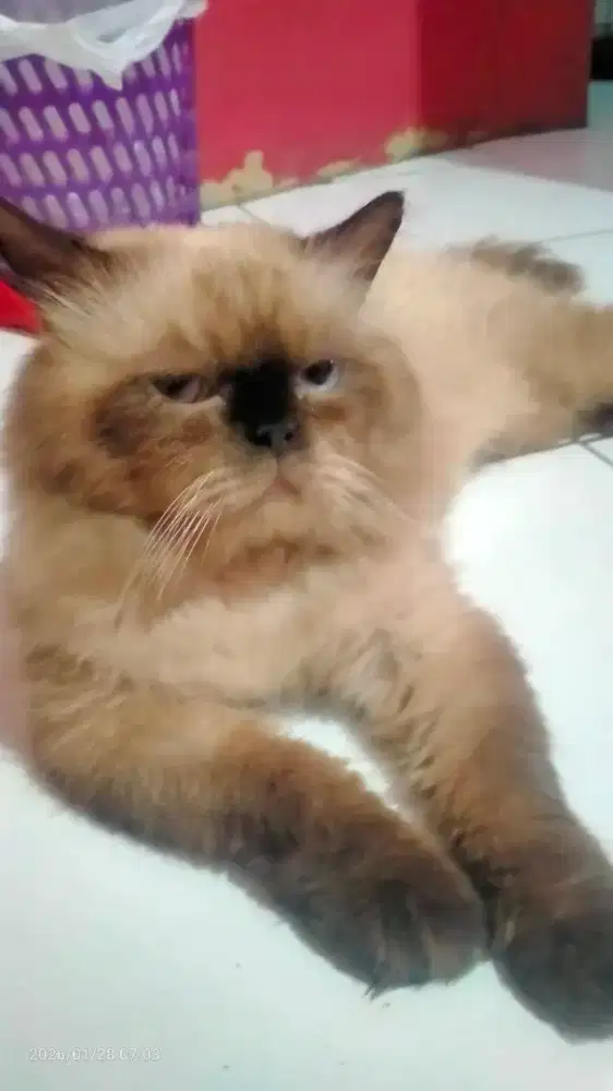 Himalaya Dewasa Jantan