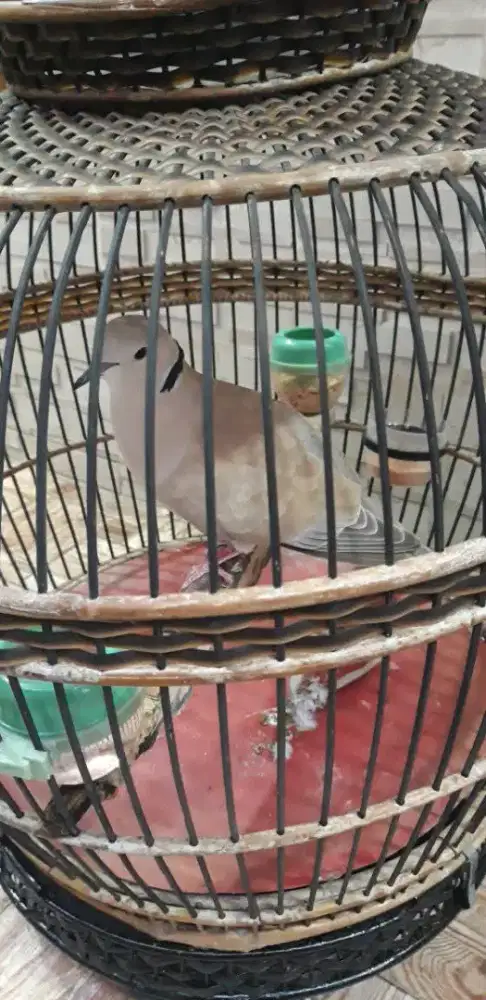 Puter pelung gacorann