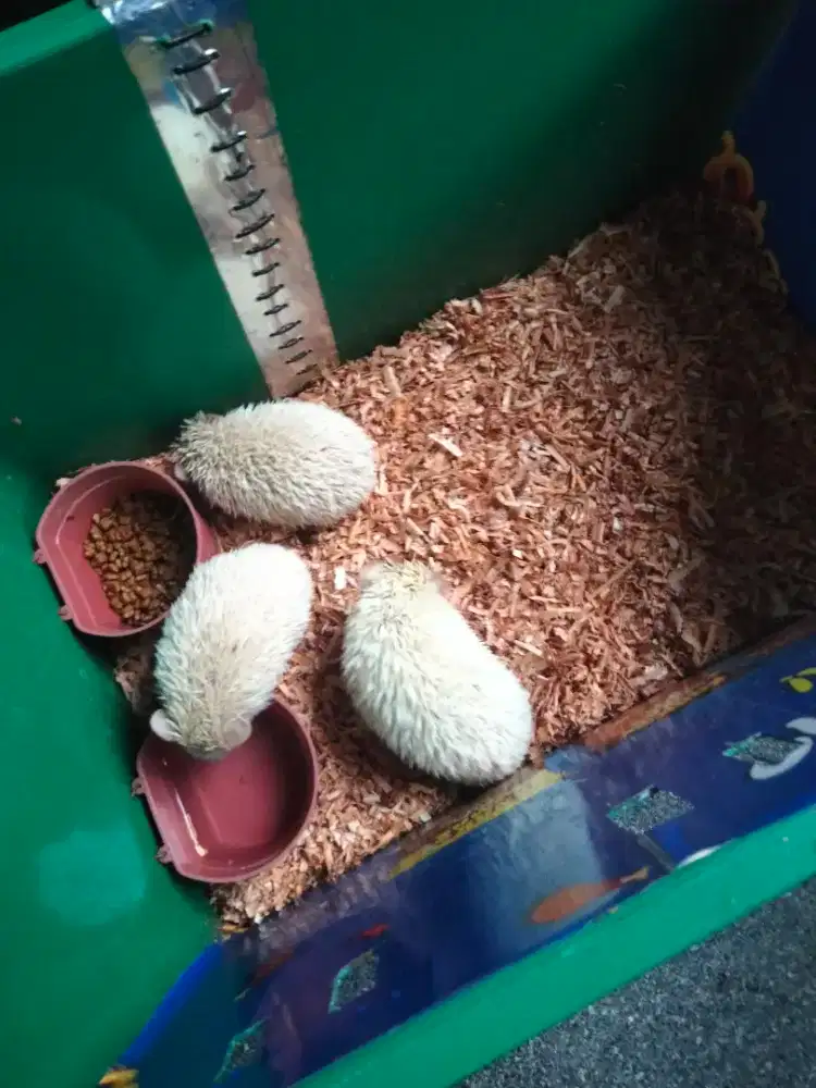 Landak mini albino & apricot