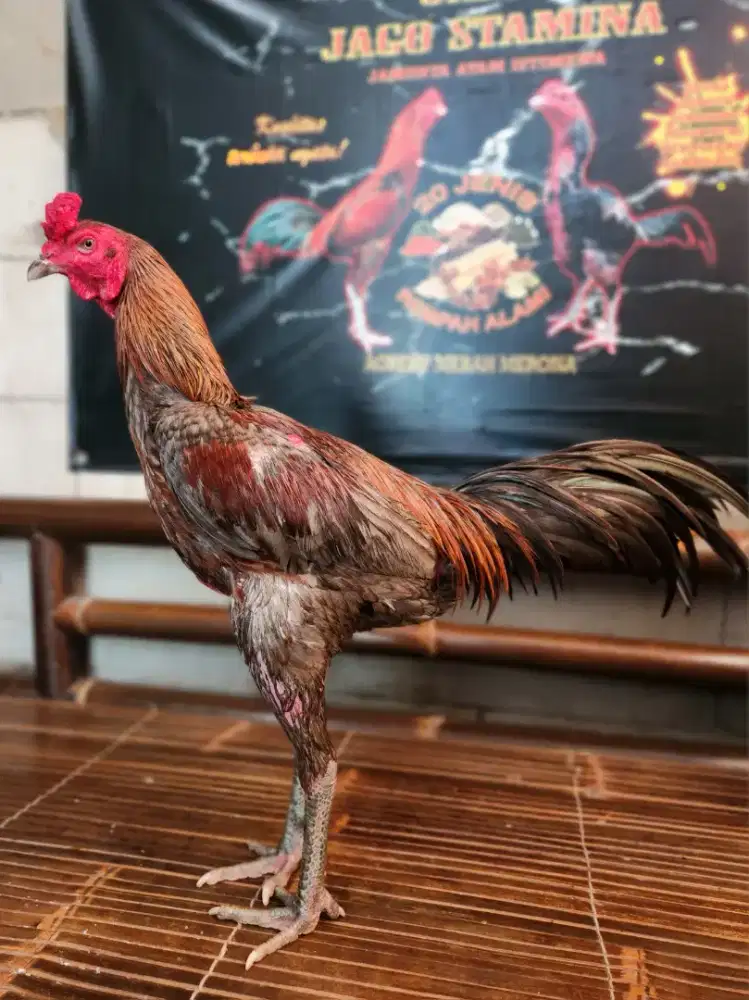 Ayam bangkok win 1x super pkul saraf kondisi siap main