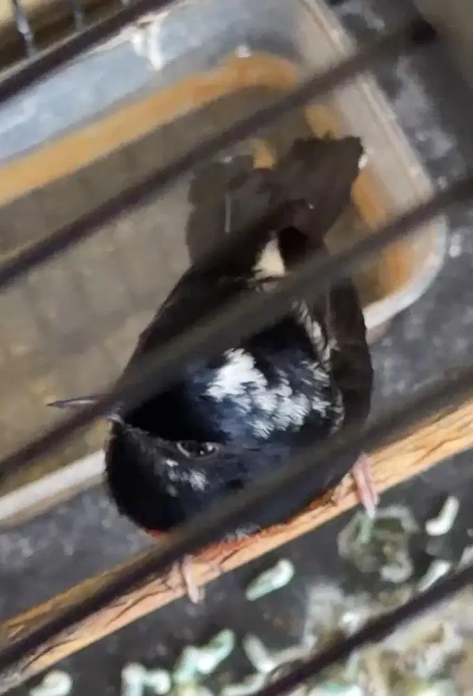 murai batu jantan siapan BLOROK EXTREAM DADA PUTIH TRAH SPLIT PANDA