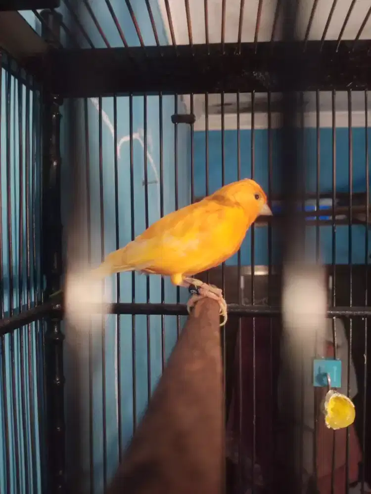 Kenari Merlok ( Ring WAR 099 Angka Hoki )