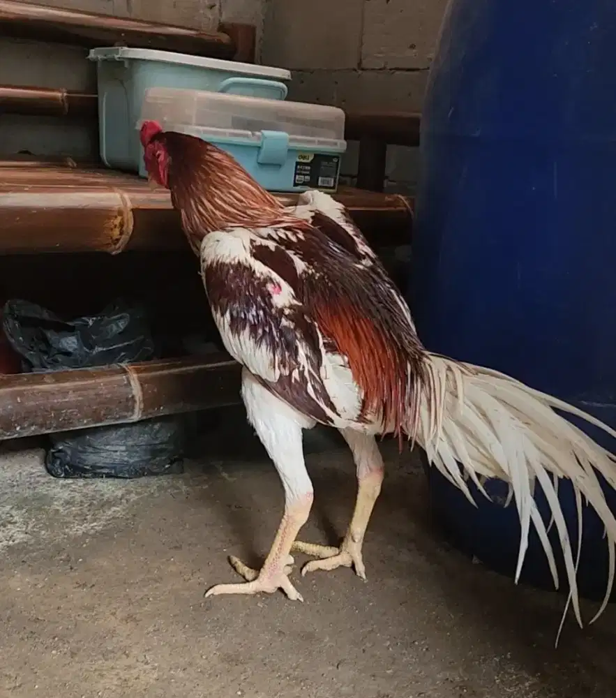Ayam bangkok shamo plucker mewah kondisi siap main
