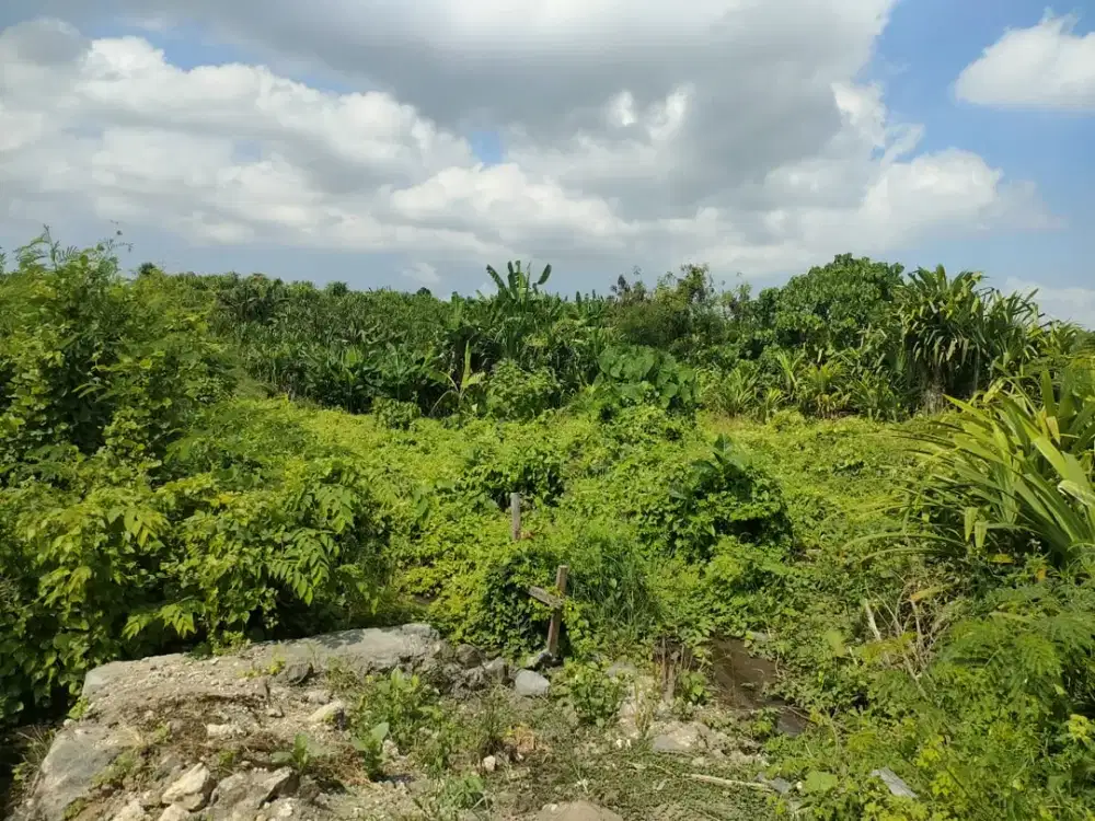 Di jual tanah premium & view sawah yang berlokasi di Tumbak bayuh Pererenan Canggu