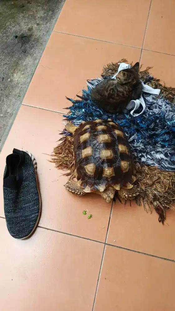 SULCATA SEHAT 22cm